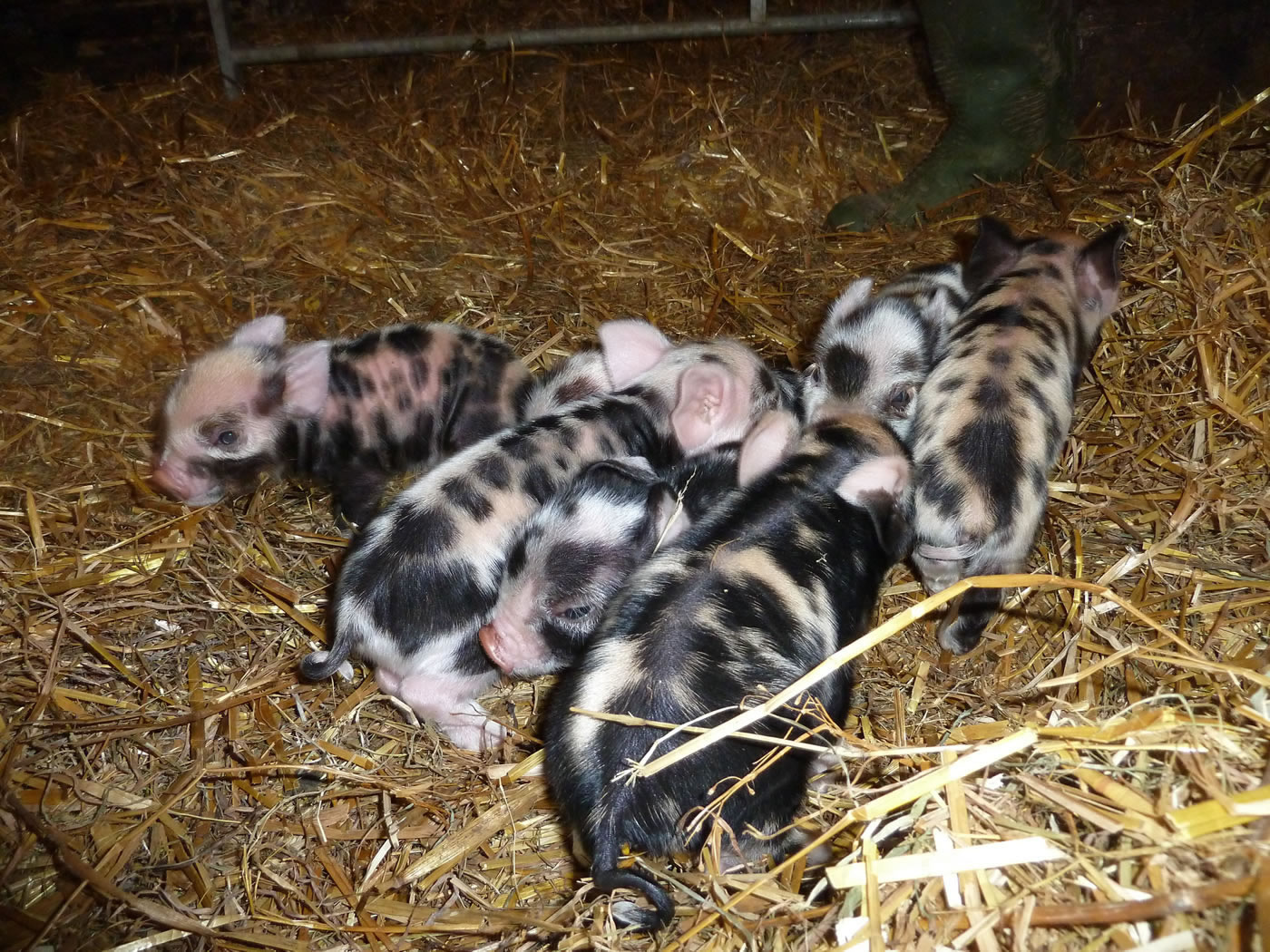 Picture of Kunekune piglets when they were one day old