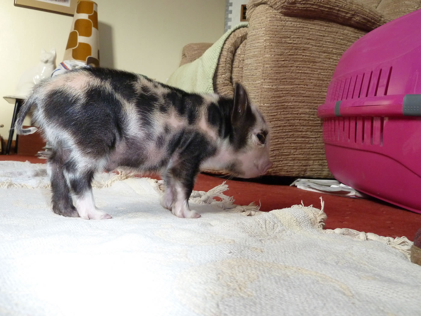 Picture of 6 day old Pet Kunekune piglet, Geordie