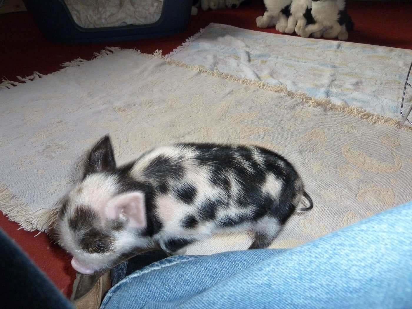 Pet piglet playing with sandals, while they are on my feet.