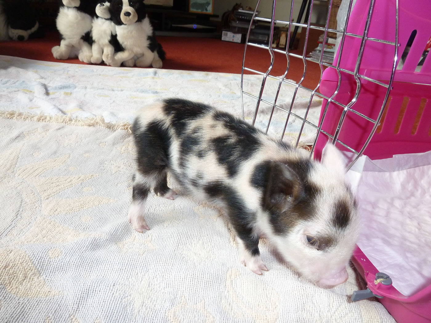 Picture of 6 day old Pet Kunekune piglet next tp the pink cat carrier