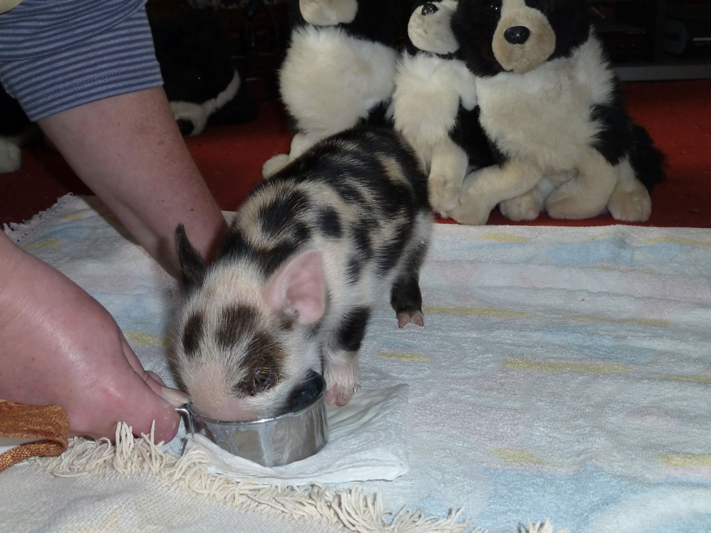 Picture of Geordie as a 6 day old piglet
