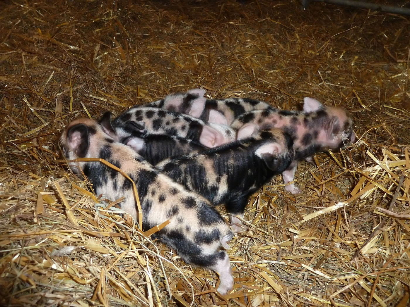 Picture 5 of Kunekune piglets