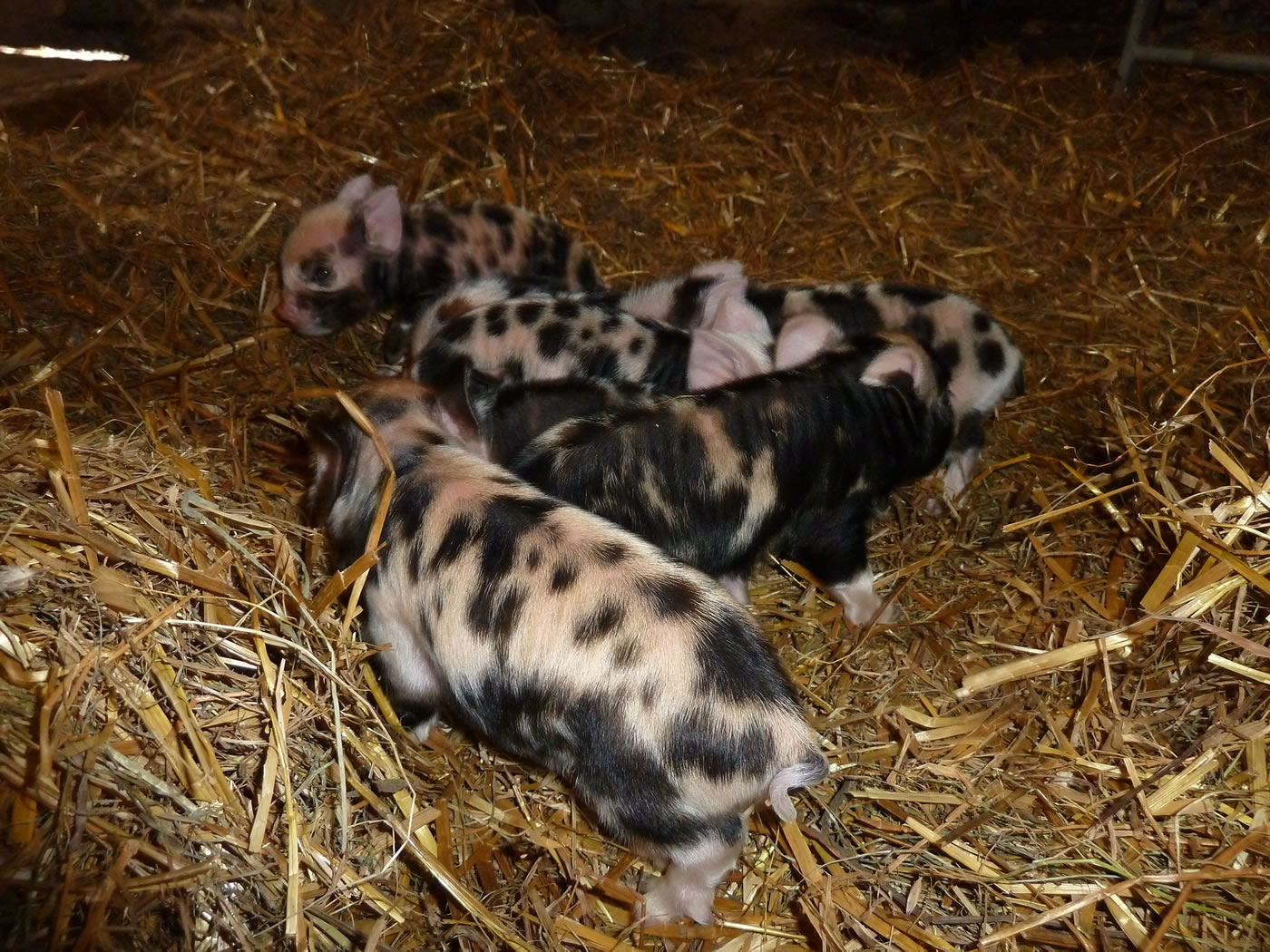 Picture of kunekune piglets only one day old