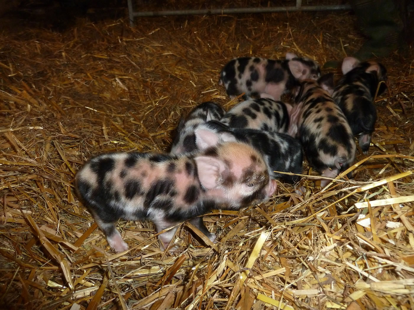 Picture 3 of kunekune piglets