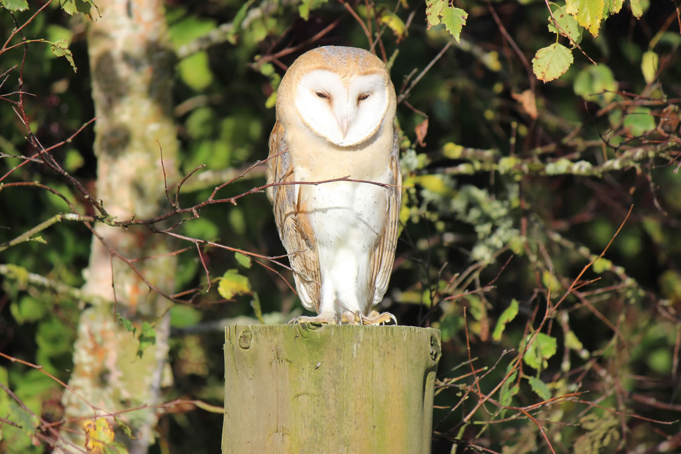 Picture of a barn owl on our croft in the Highlands of Scotland