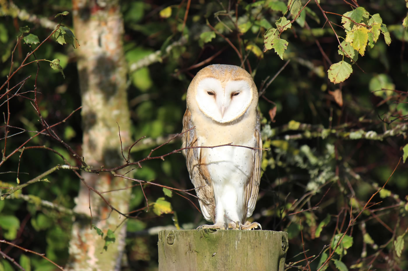 Picture of a Barn Owl in the Highlands of Scotland