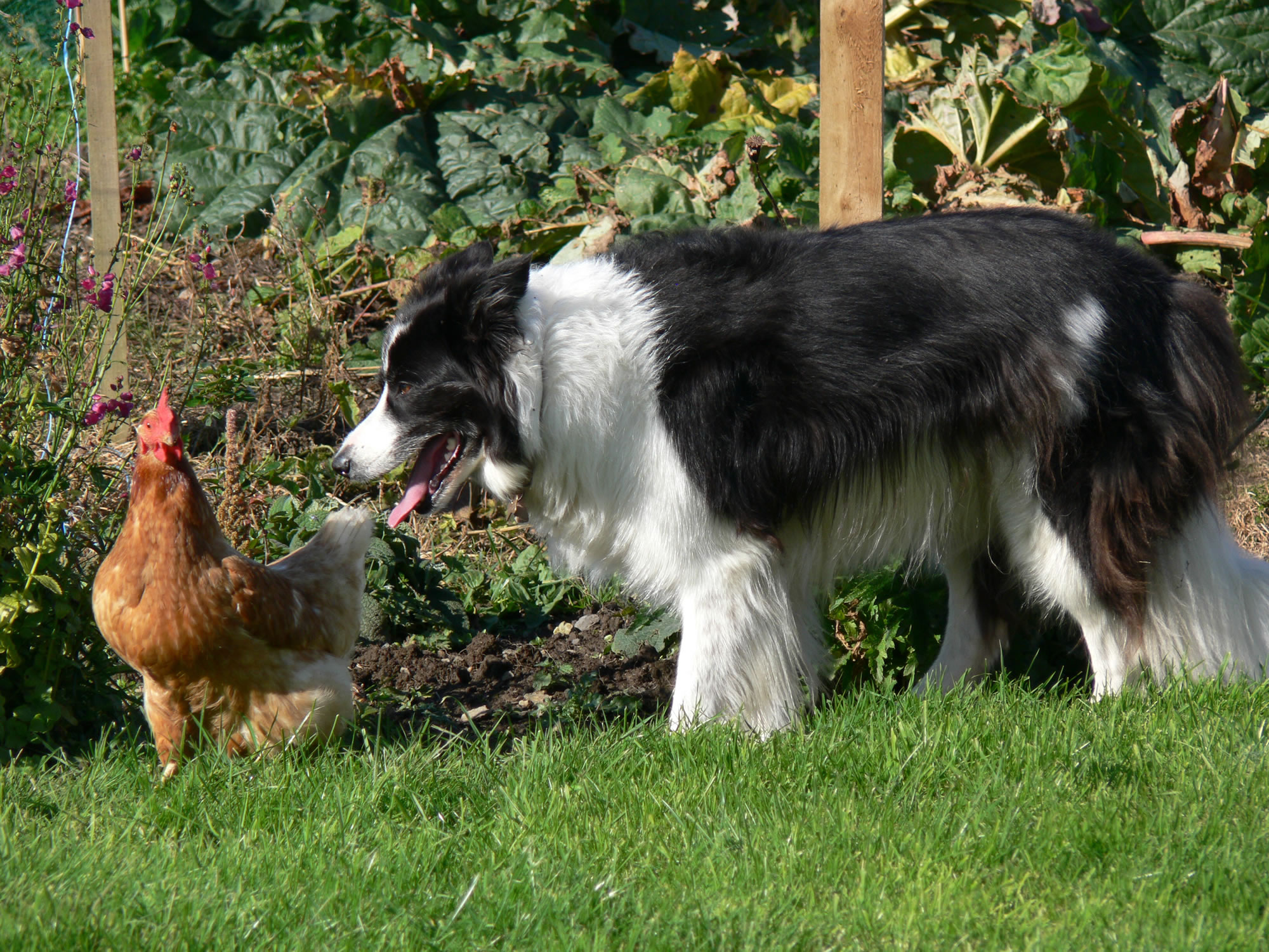 Collie herding a chicken