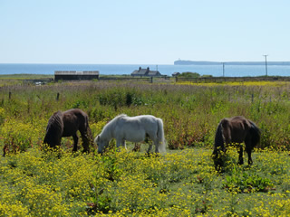 Ponies near John O'Groats