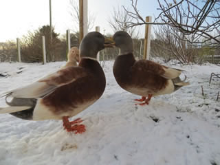 Call Ducks (drakes) on the snow