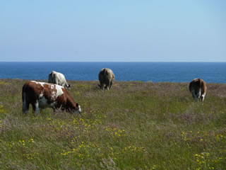 Cattle in field near John O'Groats