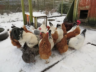 Chickens in the snow - eating breakfast