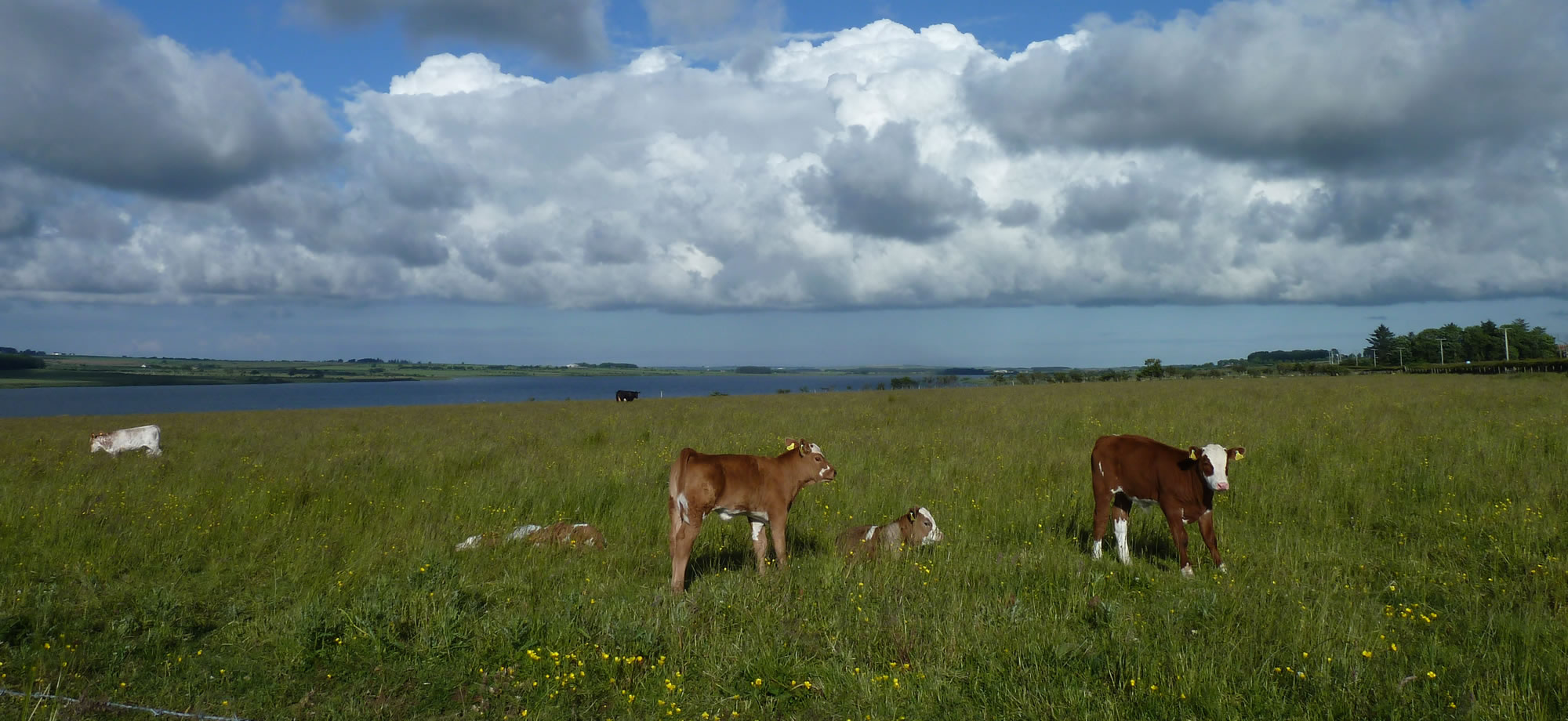 Picture of Loch Watten next to our croft. Cattle on the grass fields next to Loch Watten, Caithness.