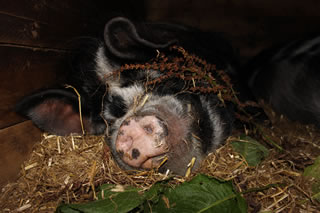 Kunekune pig - Buddy sleeping