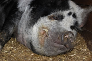 Kunekune pig - Geordie half a sleep