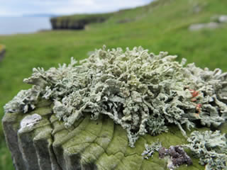 Picture of Lichen growing on an old fence post