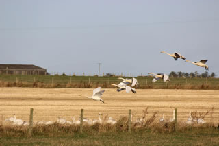 Migratory swans in Caithness