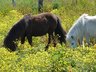 Ponies in flower covered field in Caithness