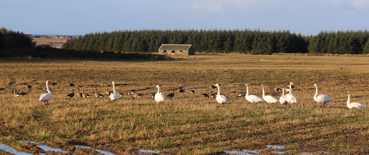 Picture of migratory swans and geese in a field, Caithness, Scotland