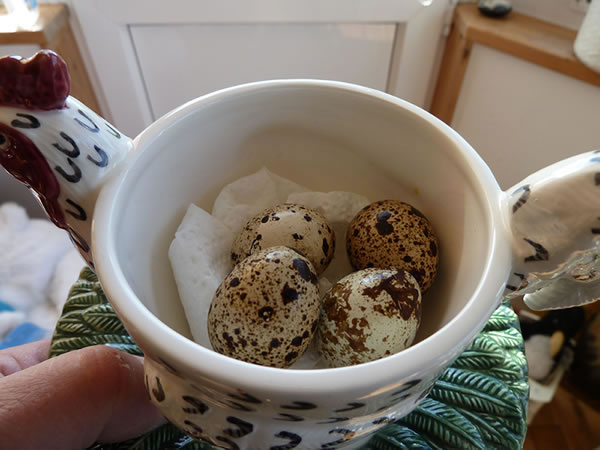Picture of quail eggs in a chicken cup for size comparison.