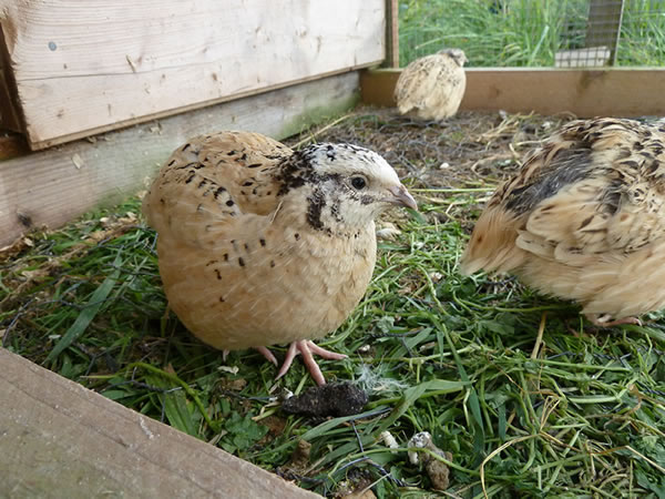 Picture of young quails in their outdoor run.