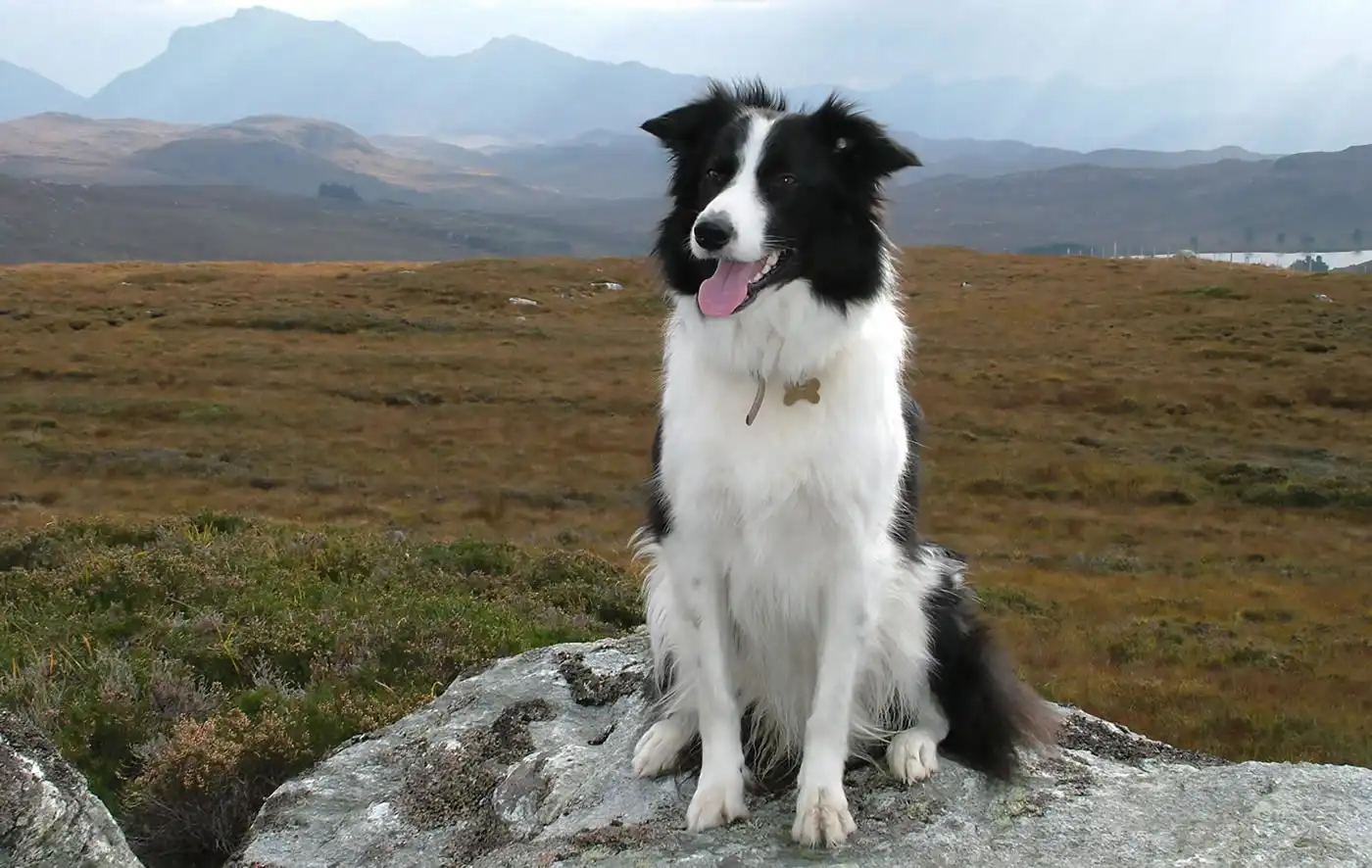 Scottish Highlands | Picture of collie dog in the Highlands of Scotland