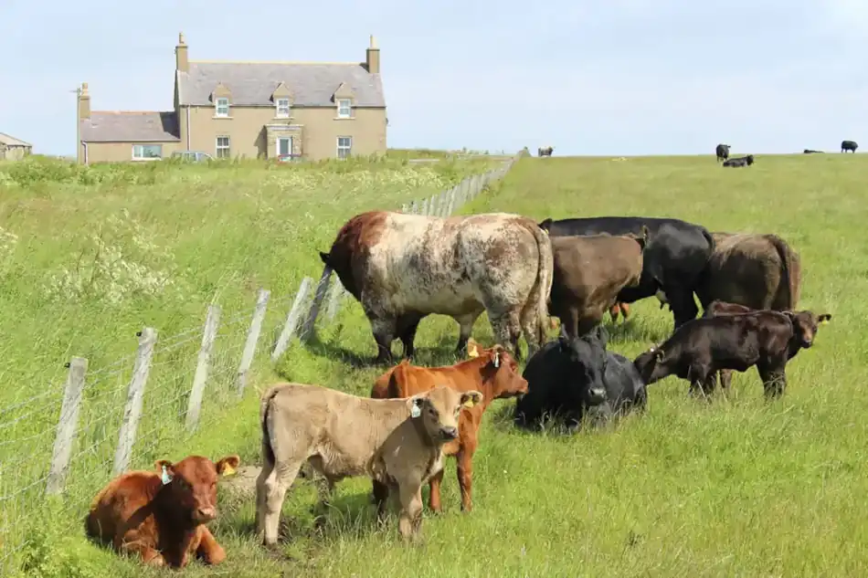Picture of farm / croft in the county of Caithness with pictures of cattle on lush grass fields