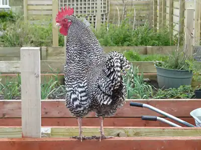 Picture of our Scots Grey cockerel next to our raised beds.