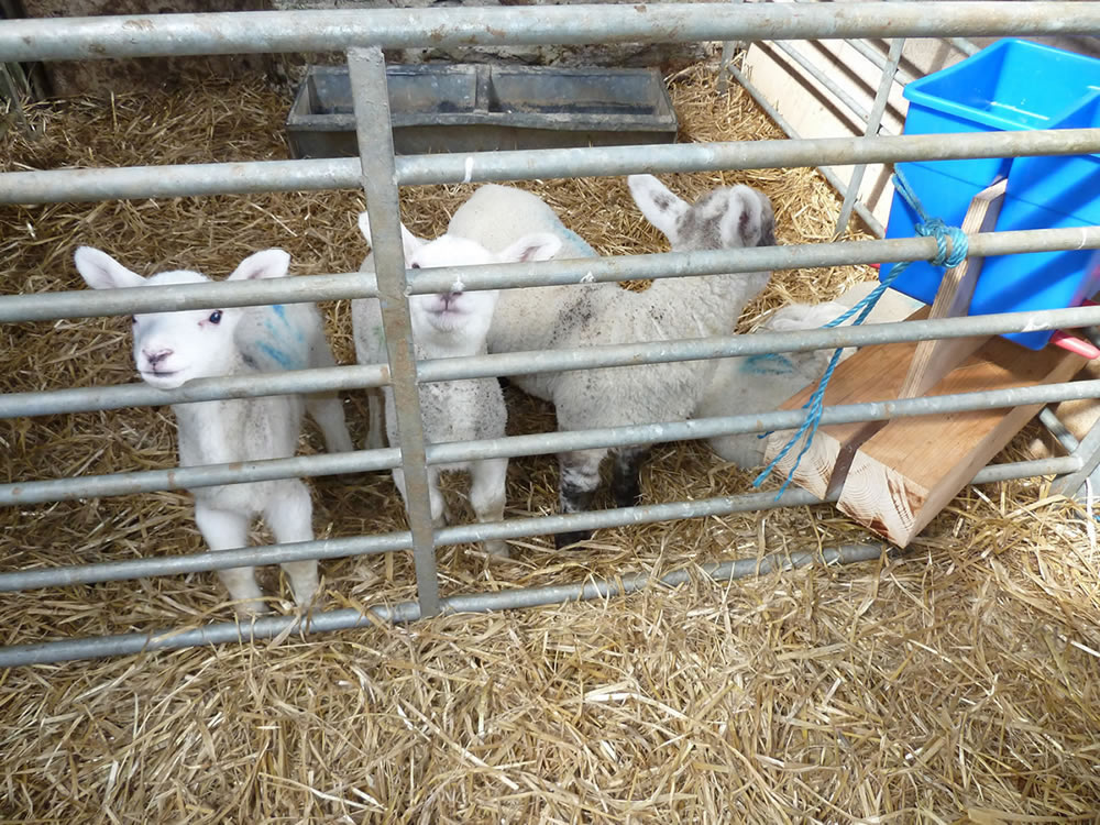 Picture of Orphan Lambs in a barn with plenty of straw and water, and a bottle feeder for milk.