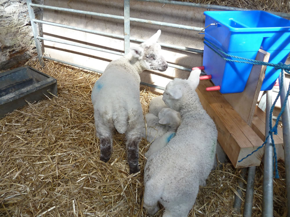 Picture of Orphan Lambs with bottle feeder.