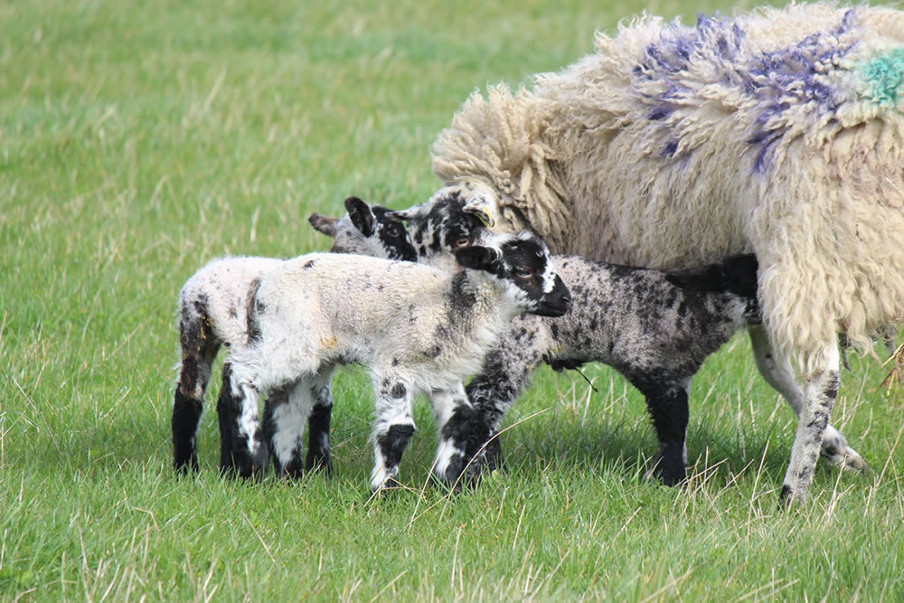 Picture of Lamb feeding from its mum.