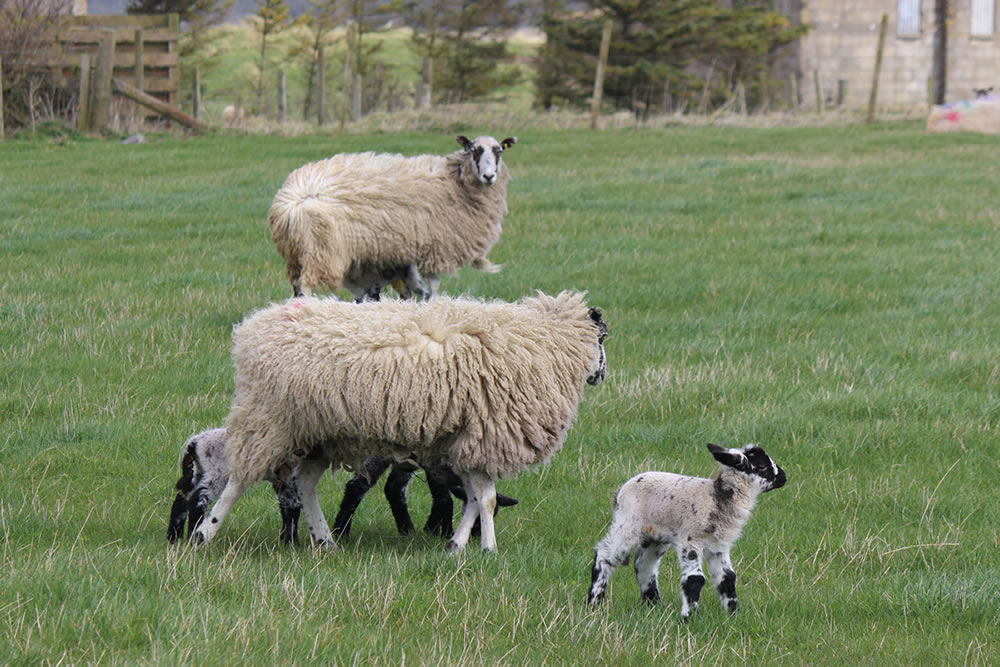 Picture of Lambs and sheep in a lush grass field.