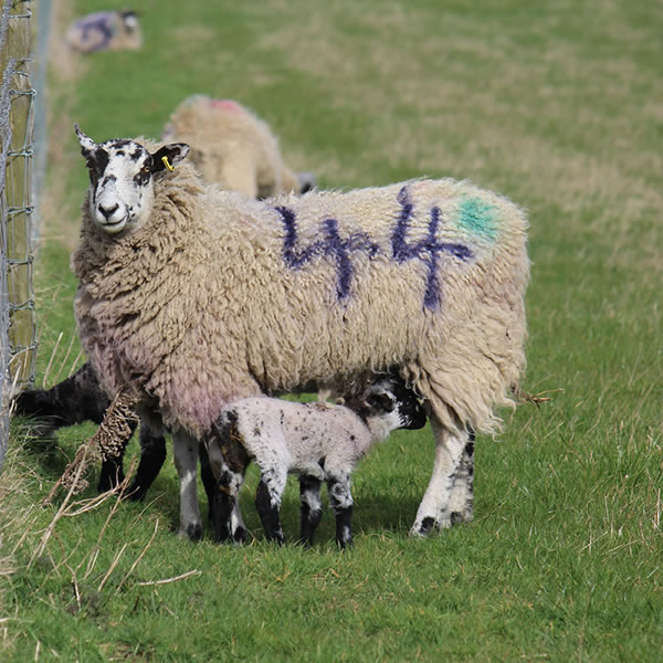 Picture of young lamb with its mum