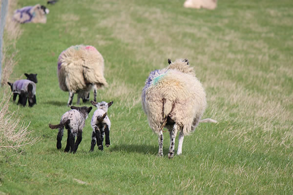 Picture of happy young lambs running and jumping around with their mum nearby