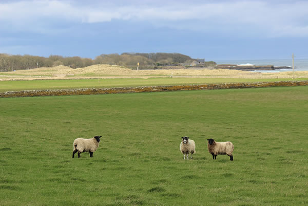Picture of sheep in a field near Castletown harbour in Caithness.