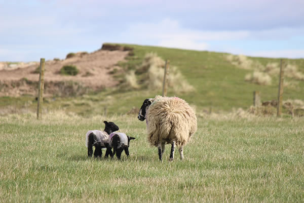 Picture of Lambs in a Caithness field near Dunnet.