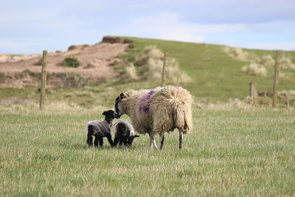 Picture of Lambs in a Caithness field near Dunnet - picture 2.