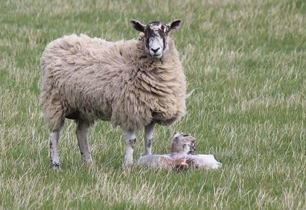 Picture of Sheep and young lambs on a Scotland croft / farm near where the webmaster lives