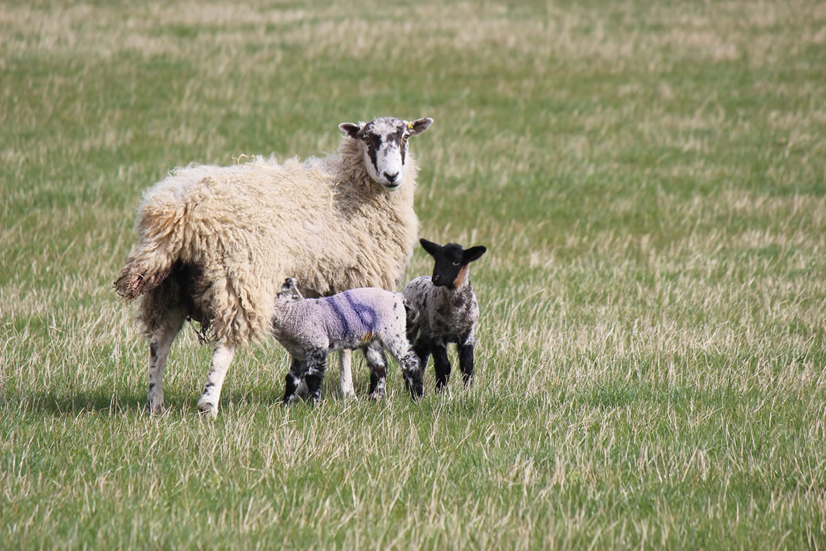 Sheep and Lambs Scotland Croft